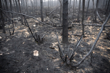 Obraz premium Les incendies au Quebec - 2023