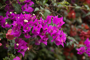 Planta con flores de buganvilla colorido textura fondo colorido