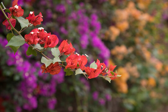 Planta con flores de buganvilla colorido textura fondo colorido