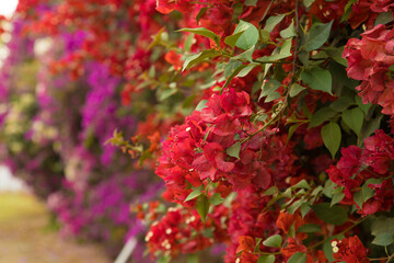 Planta con flores de buganvilla colorido textura fondo colorido - obrazy, fototapety, plakaty