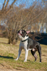 Boston Terrier dog playing in the park. Outdoor head portrait of a 2-year-old black and white dog, young purebred Boston Terrier in a park. Boston terrier dog posing in city center park.