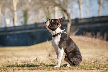 Boston terrier dog male outside. Boston Terrier dog playing in the park. Outdoor head portrait of a 2-year-old black and white dog, young purebred Boston Terrier in a park.