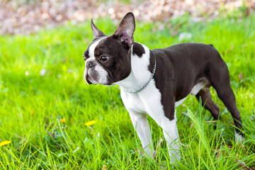 Outdoor head portrait of a purebred Boston Terrier dog in green park. Boston terrier dog male outside. 2-year-old black and white dog, young purebred Boston Terrier in a park. Jeune chien dans un parc