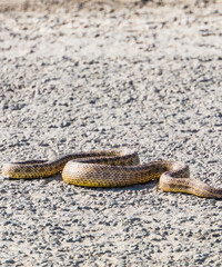 Texture of a yellow snake with scales crawling along an asphalt road in the Kazakh steppe, a stink...
