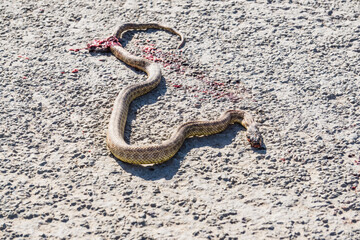 Dead snake on an asphalt road in the Kazakh steppes, the sand viper does not crawl