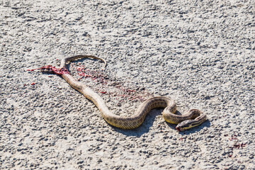 Dead snake on an asphalt road in the Kazakh steppes, the sand viper does not crawl