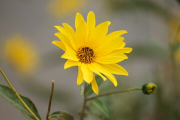 yellow flower