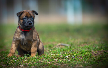 Portrait of a belgian shepherd malinois puppy in red collar