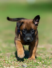 Belgian shepherd malinois puppy in violet collar