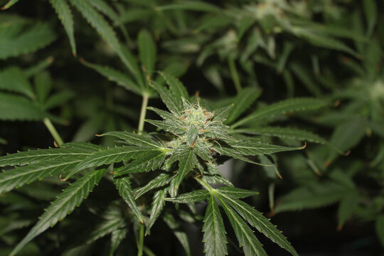 Autocultivo cannabis indoor.