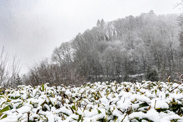 The hedge is covered with snow, in the background is a forest during snowfall