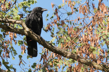 Crow perched on a tree at Ambleside Park in West Vancouver, British Columbia, Canada