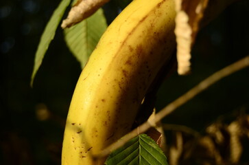 banana close-up from different angles