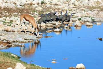 Springbock