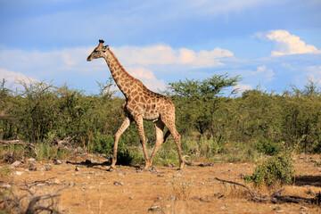 Giraffe © Andreas Edelmann