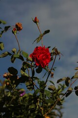 Buenos días aquí algunas de mis fotografías espero sean de su agrado  © diego