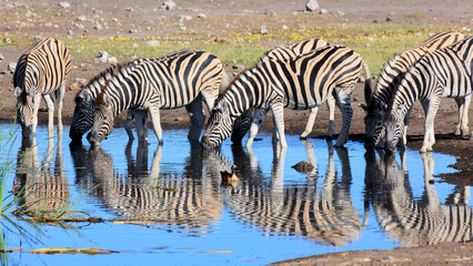 Zebraherde