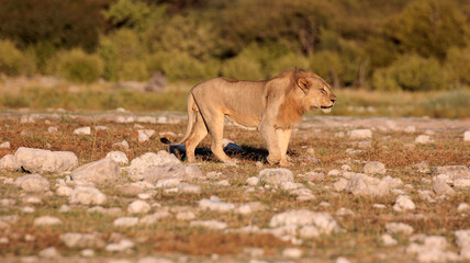 Junges Löwenmänchen