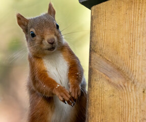 Close up portrait of an adorable little scottish red squirrel in the woodland