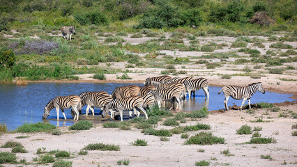 Zebras
