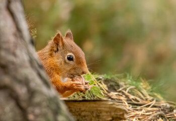 Naklejka na ściany i meble Hungry little scottish red squirrel eating a nut in the woodland