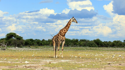Giraffe
