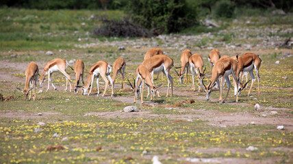 Springbock Herde
