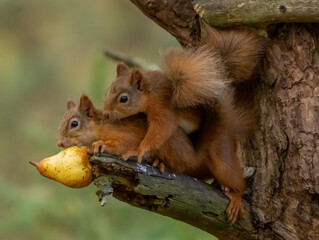 Naklejka na ściany i meble Adorable pair of scottish red squirrels sharing a juicy pear from the branch of a tree in the woodland
