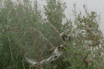 spiderweb and foggy morning