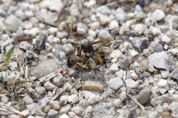 Avispa asática cazando abeja
