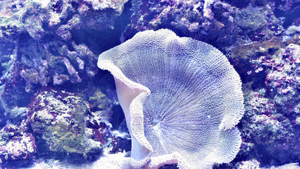 Marine aquarium with live corals. Tank filled with water to hold live underwater animals.