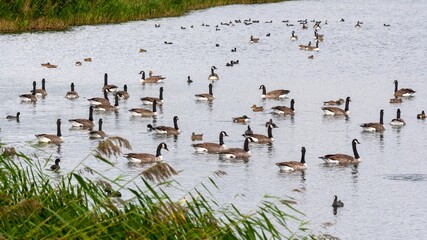 Flock of Canada Geese resting on a lake in Britain