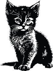 Cute Baby Kitten Cat Sitting
