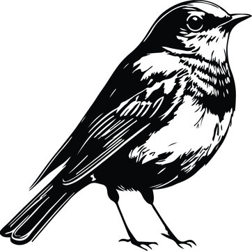 Realistic Robin Bird Standing Profile
