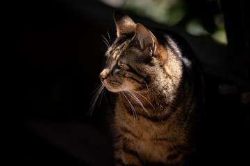 Katzenportrait im Lichtschattenspiel
