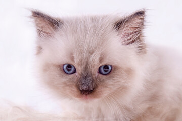 little  ragdoll kitten with blue eyes in purple collar  sitting on a white background.  Photo for card and calendar