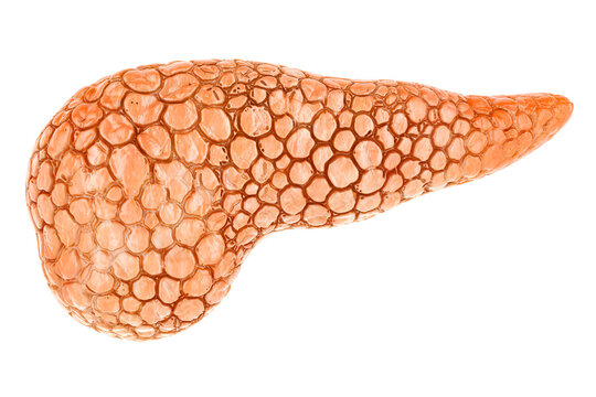 Human Pancreas, 3D rendering isolated on transparent background