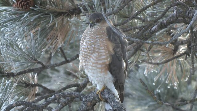 Sharp-shinned Hawk Bird Perched in Ponderosa Pine Tree