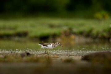 Perfect common sandpiper image for web and print.