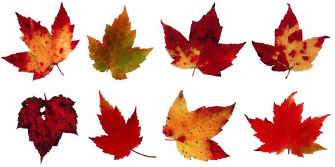 Fall leaves isolated on white background - Assorted 20 - obrazy, fototapety, plakaty