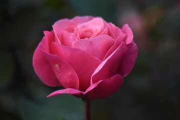 Pink rose flower in the garden