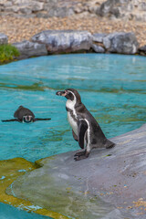 Visitors explore Cologne Zoo, encountering diverse animals in their habitats, from penguins to cheetahs