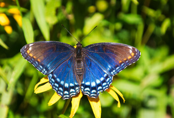 Red spotted purple butterfly with wings spread in dorsal view