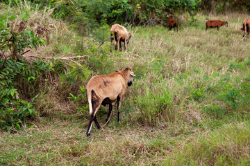 Cameroon sheep in rural Barbados