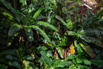 Musa ornata – Flowering Banana trees