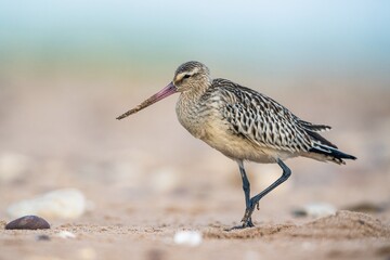 Black-tailed Godwit, Limosa limosa, birds feeding on the beach at low tide