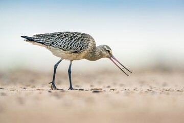 Black-tailed Godwit, Limosa limosa, birds feeding on the beach at low tide