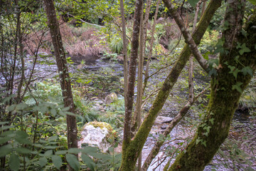 a view of the river in Souto da retorta, Spain