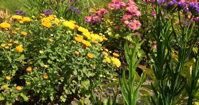 Bushes of small-flowered yellow and pink Chrysanthemums (mums or chrysanths), Limonium sinuatum (wavyleaf sea lavender, statice, sea lavender) in a flowerbed in the autumn garden.