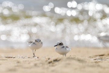 ファンタジック